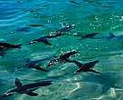 South African jackass penguins will benefit from the new Cape Peninsula marine protected area.