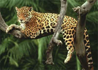 Iguaçu National Park is important for many endangered species, including jaguars (Panthera onca). / ©: WWF-Canon / Y.-J. Rey-Millet / ©: WWF-Canon / Y.-J. Rey-Millet