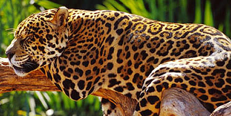 Jaguar on Jaguar  Panthera Onca   Brazil        Wwf Canon   Michel Gunther