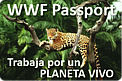 Jaguar (Panthera onca), Pantanal, Mato Grosso, Brazil. / ©: WWF-Canon / Y.-J. Rey-Millet / ©: WWF-Canon / Y.-J. Rey-Millet