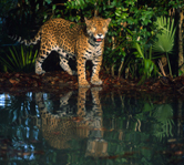 Jaguar (Panthera onca), Belize. / ©: WWF-Canon / Anthony B. RATH / ©: WWF-Canon / Anthony B. RATH