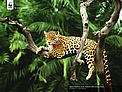 Wallpaper 1024 x 768 - Jaguar (Panthera onca); Pantanal, Mato Grosso, Brazil. / ©: WWF-Canon / Y.-J. REY-MILLET / ©: WWF-Canon / Y.-J. REY-MILLET