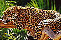  / &copy;: WWF-Canon / Michel Gunther