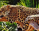 The new protected areas will help protect the endangered Brazilian jaguar (<i>Panthera onca</I>) and other Amazon species.