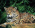Tumucumaque NP is home to many endangered species, including jaguars.<BR>