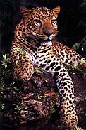 Jaguareté (Panthera Onca) en la Reserva del Mbaracayú / &copy;: Fundación Moisés Bertoni