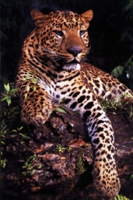 Jaguar(Panthera Onca) in the Reservation ofl Mbaracayú / &copy;: Fundación Moisés Bertoni