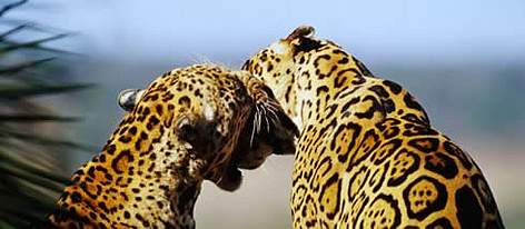 Jaguar (Panthera onca). / ©: WWF-Canon / Michel GUNTHER Jaguar (Panthera onca). rel=