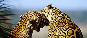 Jaguar (Panthera onca). / &copy;: WWF-Canon / Michel GUNTHER