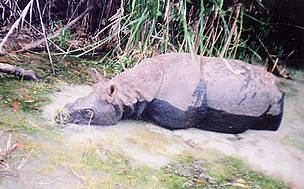 A camera trap captured photos of this Javan rhinoceros whilst it was wallowing in a muddy pool / ©: WWF Vietnam / ©: WWF Vietnam