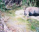 A Javan rhino photographed in December 2005.