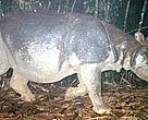 A Javan rhino is captured on camera in Vietnam's Cat Tien National Park. The last Javan rhinoceros in Vietnam was found dead in the park in April 2010. 