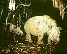 Javan Rhino
