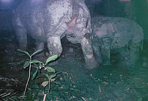 Javan rhino mother and calf taken by a camera trap at Citadahan watershed in Ujung kulon National Park. Indonesia.