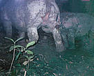 A Javan rhino mother and calf caught on camera
