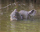 Javan rhino (<I>Rhinocero sondaicus</I>), Ujung Kulon peninsular, Indonesia.<BR>