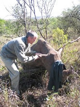 Jeff Cooke earnotching black rhino. Earnotching is swift and efficient, and helps staff to monitor ... / &copy;: WWF / Canon - Pam Sherriffs