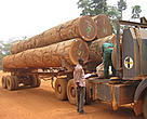A logging truck being checked by forest guards in south-east Cameroon. Logging trucks are often used to transport illegal bushmeat to the country's major cities.