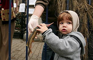A government decision to overturn a ten-year ban on the fishing of wild sturgeon in the Danube ... / ©: WWF-DCPO Romania Archive / ©: WWF-DCPO Romania Archive