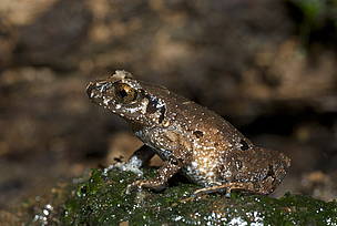 Cricket-chirping frog (Leptolalax applebyi) / ©: Jodi Rowley / ©: Jodi Rowley