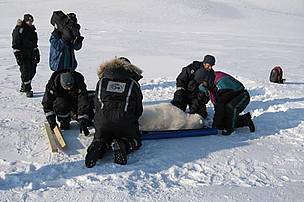 A joint effort to weigh the polar bear.