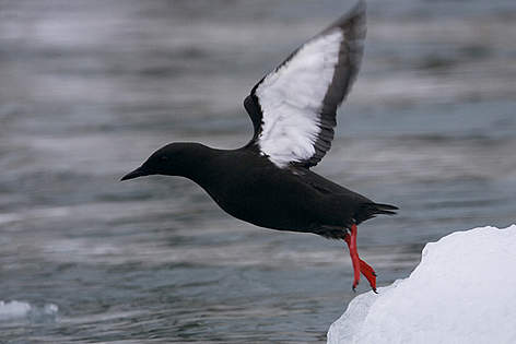 Millions of birds return to the Arctic each year to breed. Levels of breeding success in some ... / ©: WWF / Sindre Kinnerød/www.flashstudio.no rel=