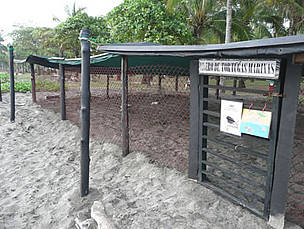 Marine turtles hatchery in Junquillal, Costa Rica. / ©: Carlos Drews / ©: Carlos Drews