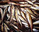 Bycatch of juvenile cod 