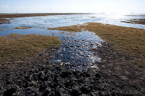 The Kafue Flats floodplain, in the northern section of Lochinvar, has been designated as a World ... / ©: Martin Harvey / WWF-Canon rel=