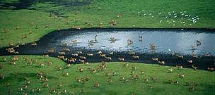 Kafue Flats with Cattle egrets (Bubulcus ibis) and Kafue lechwe (Kobus leche kafuensis), Southern ... / ©: WWF-Canon / Sarah BLACK Kafue Flats with Cattle egrets (<i>Bubulcus ibis</i>) and Kafue lechwe (<i>Kobus ... / ©: WWF-Canon / Sarah BLACK
