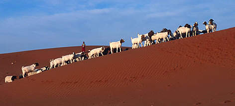 Kalahari desert, Southern Africa. / ©: WWF-Canon / Martin HARVEY rel=