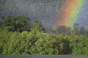 Tropical rainforest near Berau demonstrating environmental and social functions of pre-FSC ... / ©: Edward Parker / ©: Edward Parker