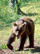  / &copy;: WWF-Canon / Hartmut JUNGIUS