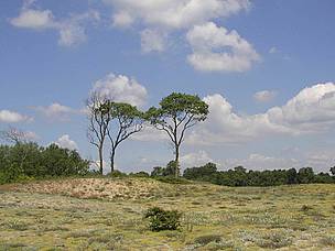 trees in dand dunes
