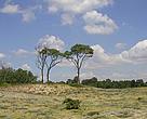 trees in dand dunes