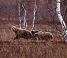  / &copy;: WWF-Canon / Darren Jew
