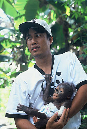 Syahir Syah of WWF-Kapuas Hulu holds Monyong, a baby orang-utan that was saved from the illegal ... / ©: WWF-Canon / Jikkie JONKMAN Syahir Syah of WWF-Kapuas Hulu holds Monyong, a baby orang-utan that was saved from the illegal ... / ©: WWF-Canon / Jikkie JONKMAN