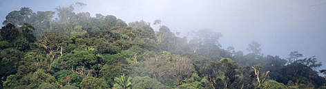 Forest under mist, Kayan Mentarang National Park,Kalimantan, Borneo, Indonesia / ©: Alain Compost / WWF-Canon rel=