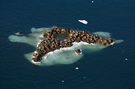 Walrus use the ice to rest and to access food. The ice must be over shallow coastal shelves for the ... / ©: WWF / Steven Kazlowski/www.lefteyepro.com rel=
