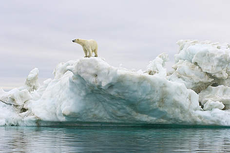 Polar bears have become an Arctic symbol of climate change. The bears use the ice to get to ... / ©: WWF / Steven Kazlowski/www.lefteyepro.com rel=