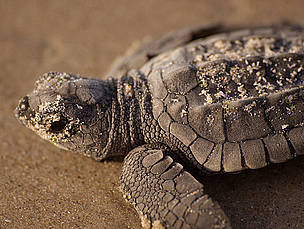 Kemp's ridley turtle hatchling, Padre Island National Seashore, US / ©: Terry Ross / ©: Terry Ross