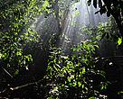 Kaya Kinondo is one of the oldest forests on Kenya’s south coast. 