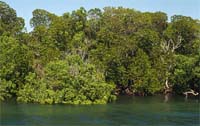 Mangroves in Kiunga Marine National Reserve, Kenya. A WWF-funded survey in the area in 1998 showed ... / ©: WWF-Canon / Martin Nicoll / ©: WWF-Canon / Martin Nicoll
