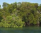 Mangroves in Kiunga Marine National Reserve, Kenya. A WWF-funded survey in the area in 1998 showed that most areas had viable mangrove forests that could support controlled extraction.<BR>