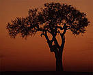 High consumption of indigenous trees has caused a shortage of raw material for Kenya's carving industry.