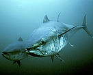 Blue fin tuna