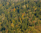 Forest stand in western Georgia