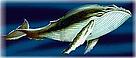 Humpback Whale (Megaptera novaeangliae). / &copy;: WWF
