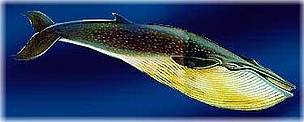 Blue whale is one of 12 whale species that migrates through Fijian waters / ©: WWF Blue Whale (Balaenoptera musculus). / ©: WWF
