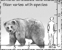 Bear height. / &copy;: WWF